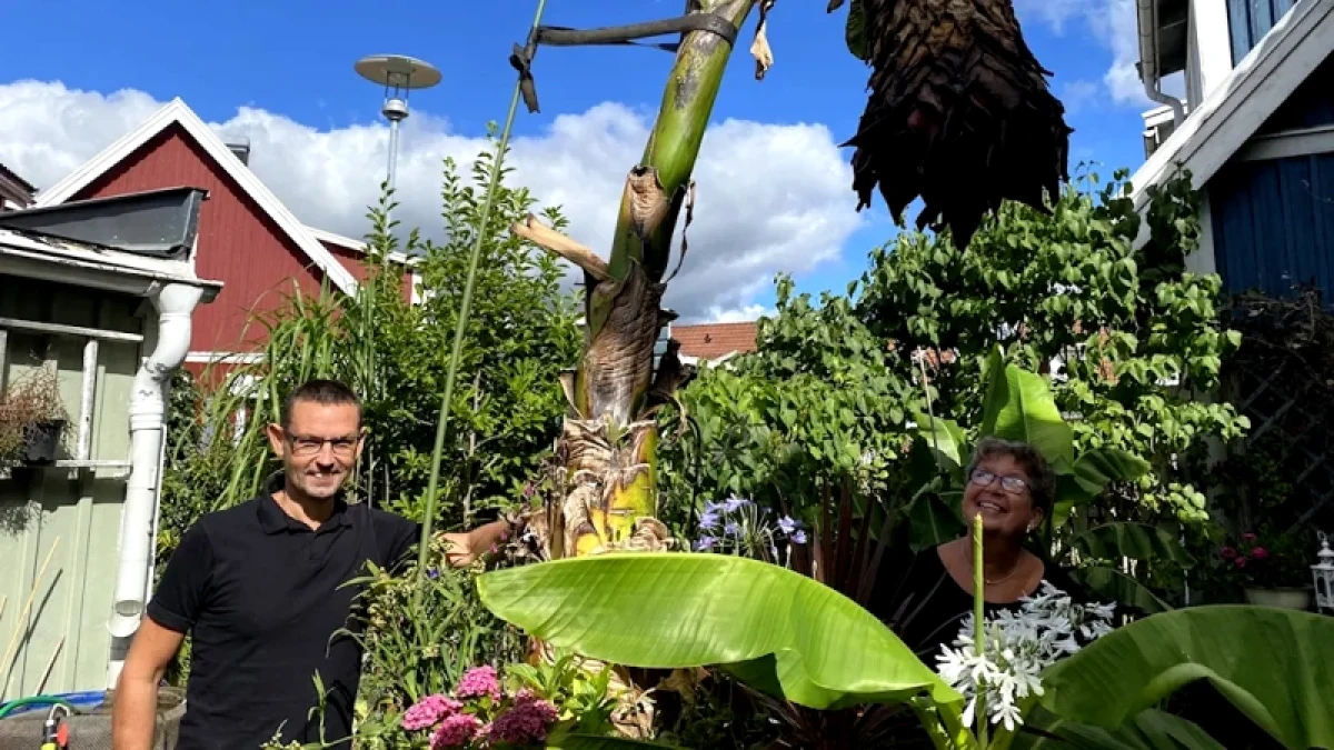 Nu blommar jättebananplantan i Tranås