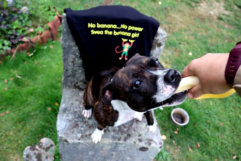 Hunden Svea två år älskar banan