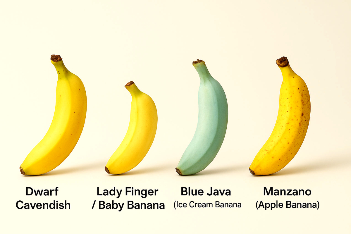 Mognadsgrad på bananer.