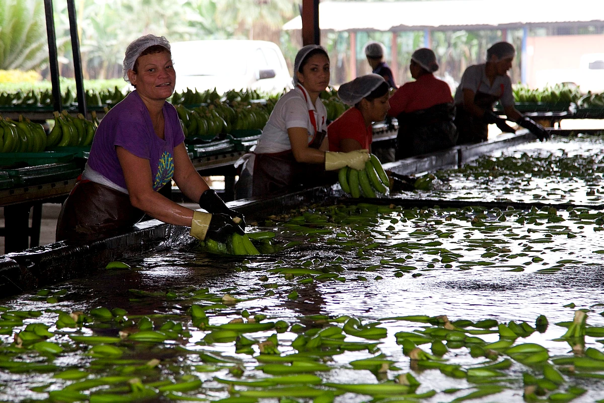 Kvinnor rensar och tvättar Cavendish-bananer på en plantage i Ecuador.