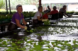 Ecuador leder regionalt samarbete för att rädda bananindustrin