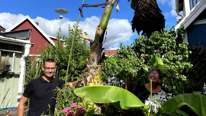 Nu blommar jättebananplantan i Tranås