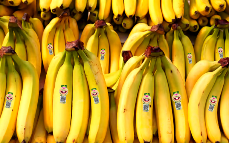 Greenfood storsatsar på bättre bananer